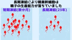 長期凍結は細胞機能を劣化させていた