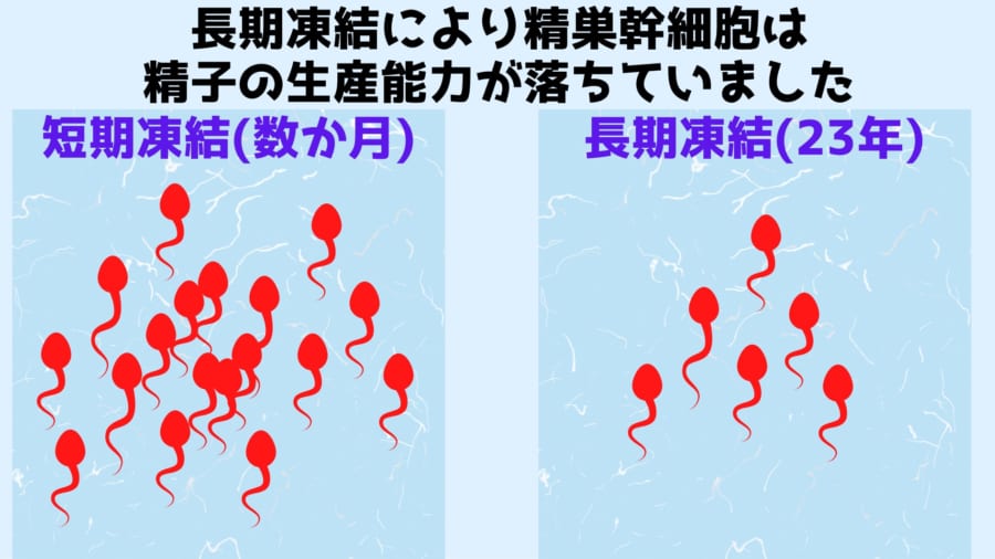 長期凍結は細胞機能を劣化させていた