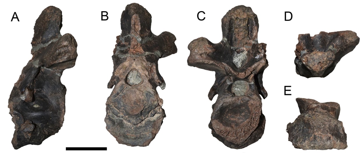 発見された椎骨