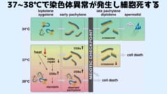 34℃では正常に進行していた精子生産が37～38℃になると細胞死を起こして停止する