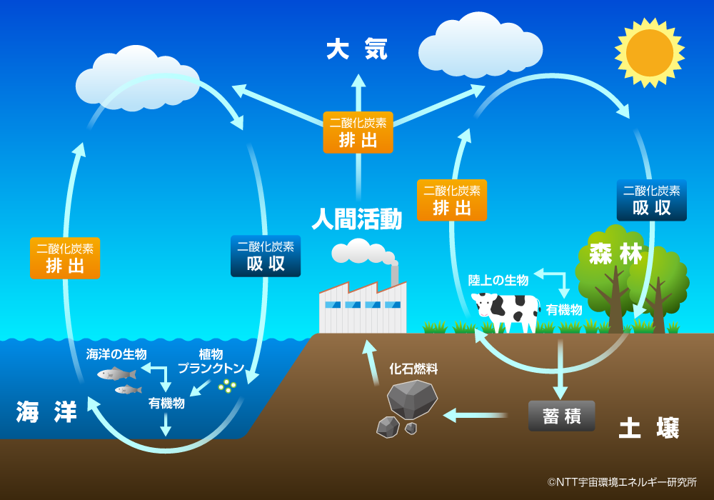 炭素循環を示した概略図