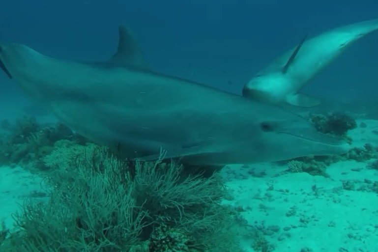 イルカは海綿に身体をこすりつけ、分泌粘液で皮膚を保護していた！？