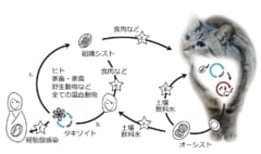 ヒトに対するトキソプラズマの基本的な感染経路