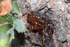 実は蚊の主食は樹液