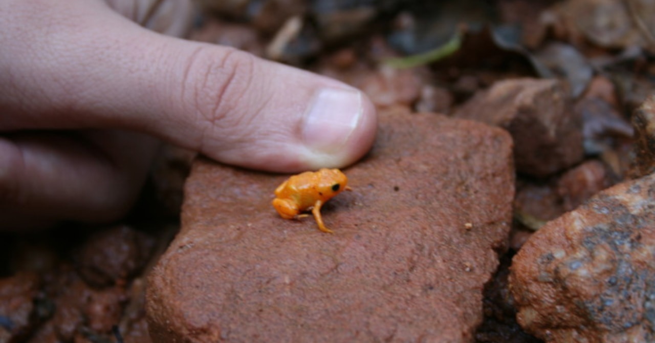 カエルなのにジャンプが超下手！カボチャヒキガエルの謎の画像 1/3