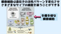 免疫細胞が自分を攻撃しないように学ぶ「学校」の仕組みが判明！の画像 3/4