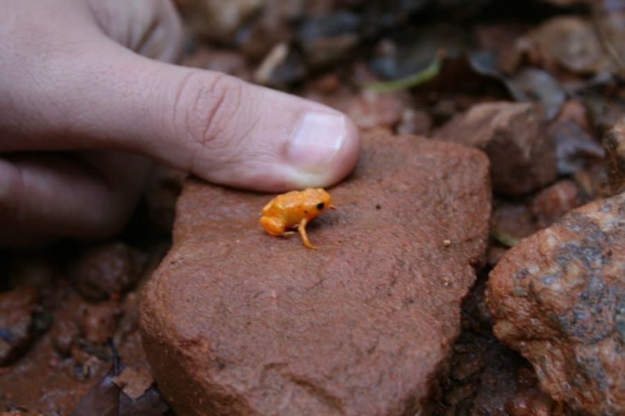 カエルなのにジャンプが超下手！カボチャヒキガエルの謎