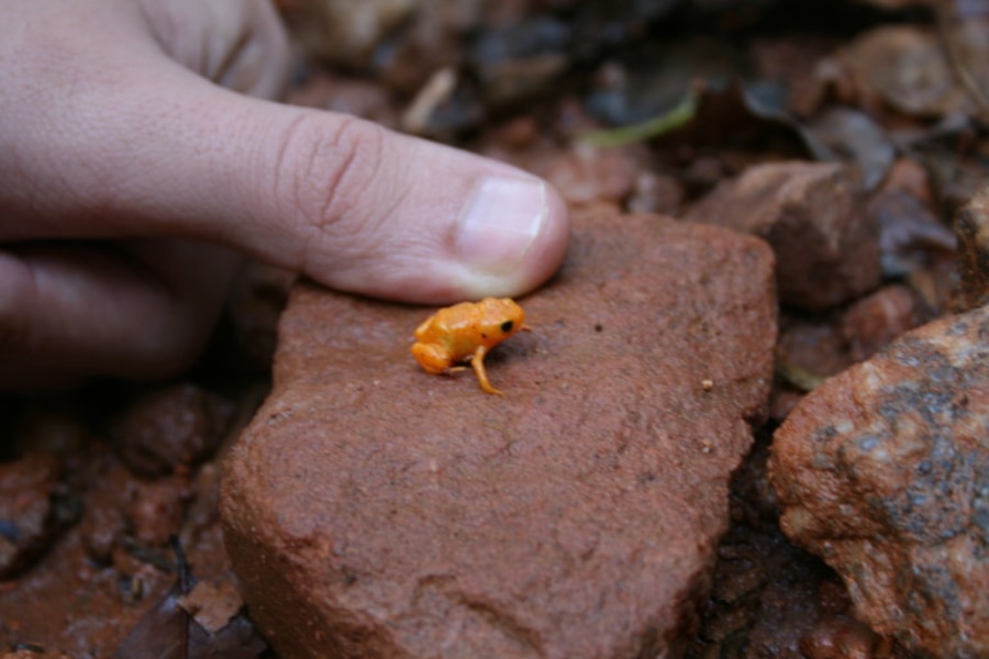 カエルなのにジャンプが超下手！カボチャヒキガエルの謎