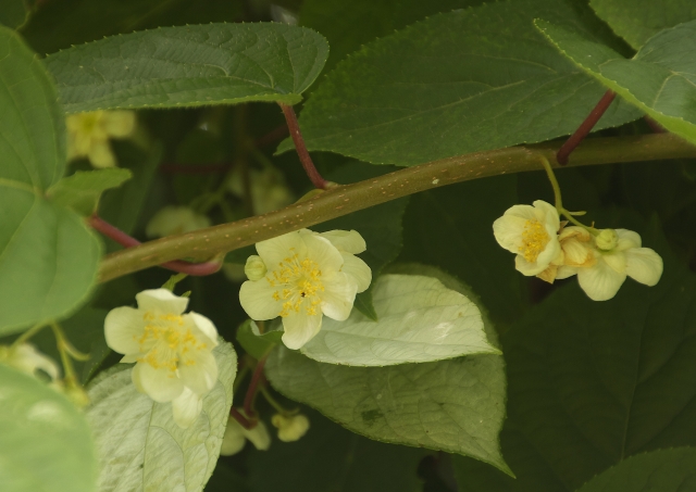 マタタビの花