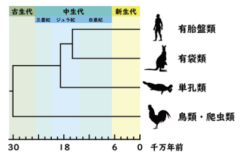 主要な哺乳類の系統関係と分岐年代