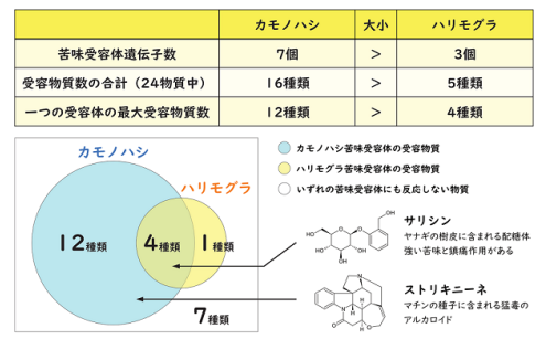 カモノハシとハリモグラの苦味受容体の機能差