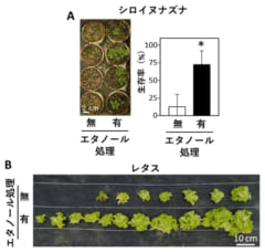 (A)シロイヌナズナへのエタノール投与。生き延びる個体が増えた。, (B)レタスへのエタノール投与。生育が良好になった。