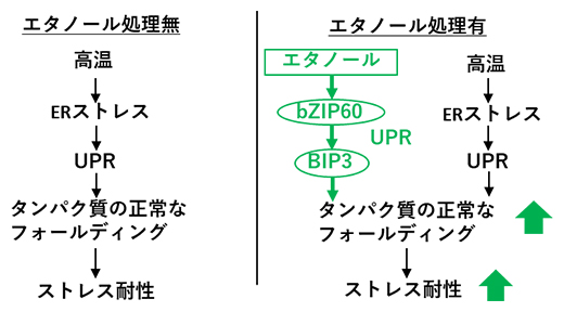 （左）エタノール処理なし, （右）エタノール処理あり。