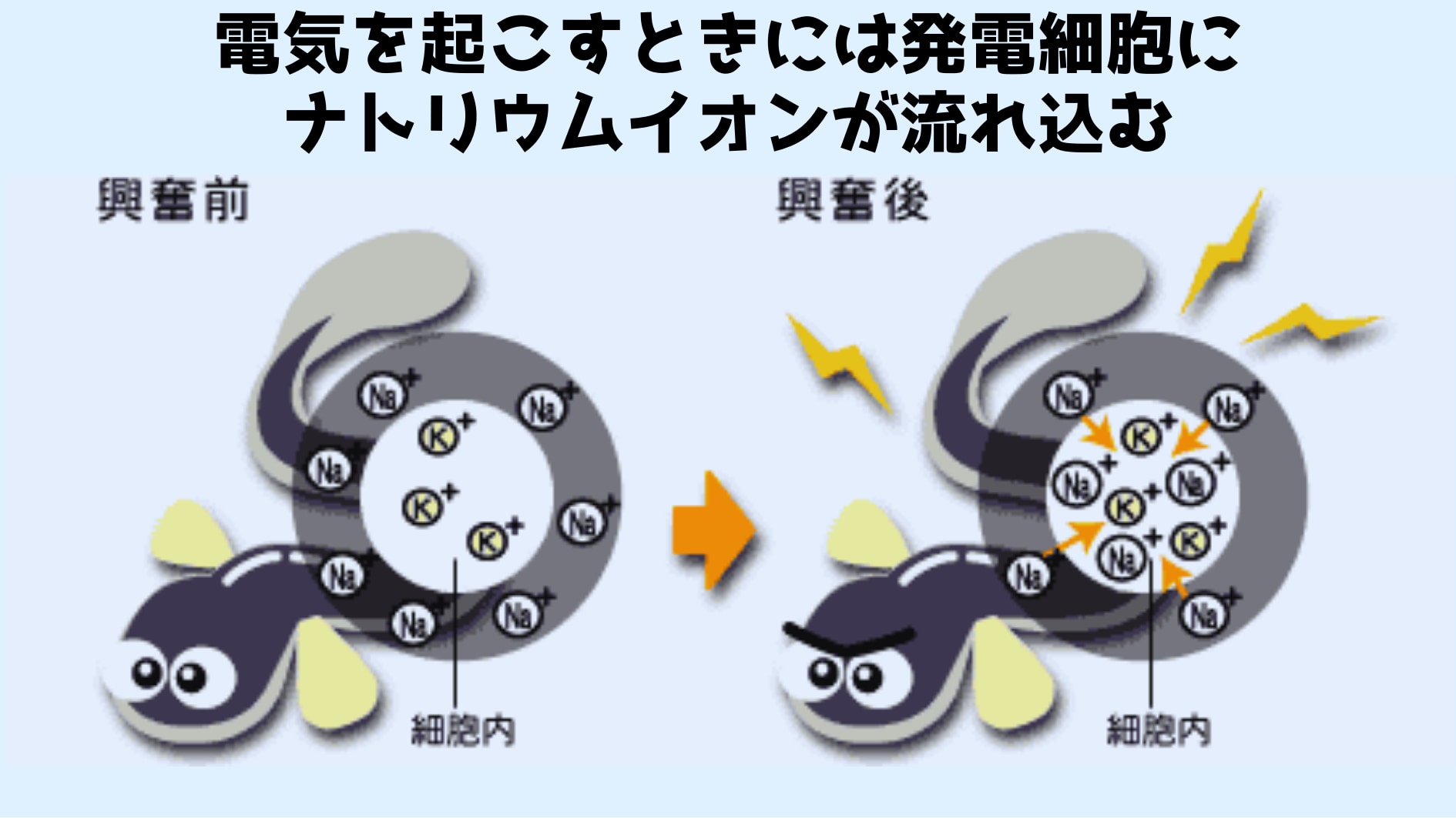 電気の発生は細胞内外の分極にはじまる