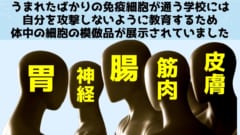 免疫細胞が自分を攻撃しないように学ぶ「学校」の仕組みが判明！の画像 1/4