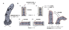 培養皮膚の形成手順