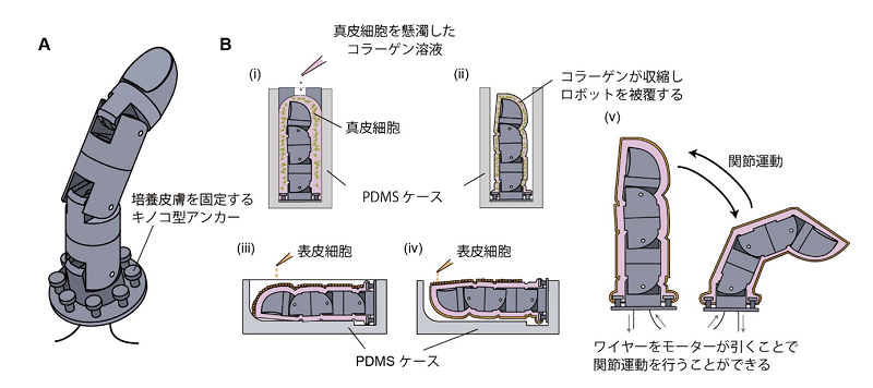 培養皮膚の形成手順