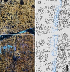 化石に見つかった「臍孔」の痕跡（右の青い部分がそれを示す）