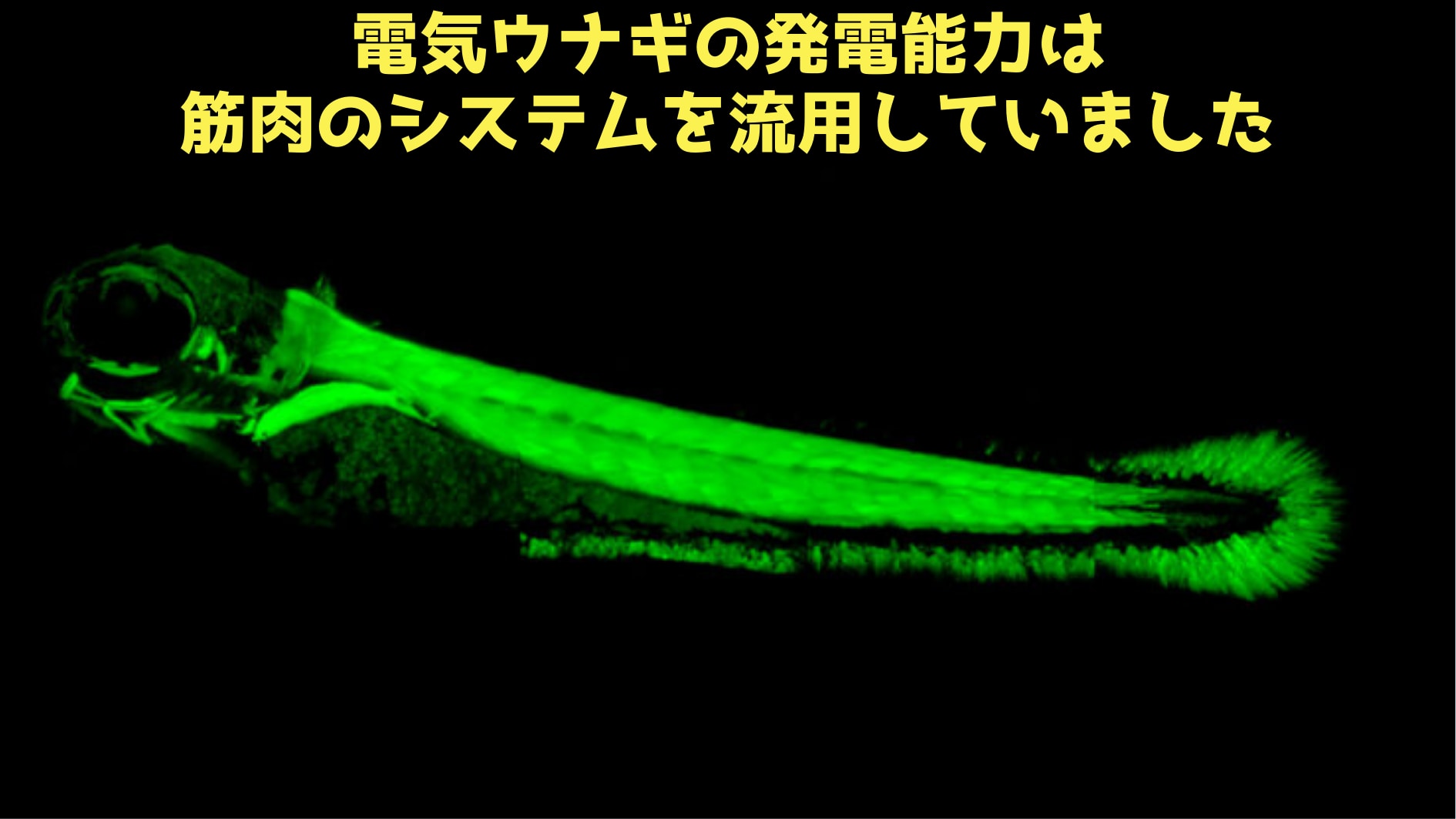 電気ウナギはどのように電気器官を進化させたの？