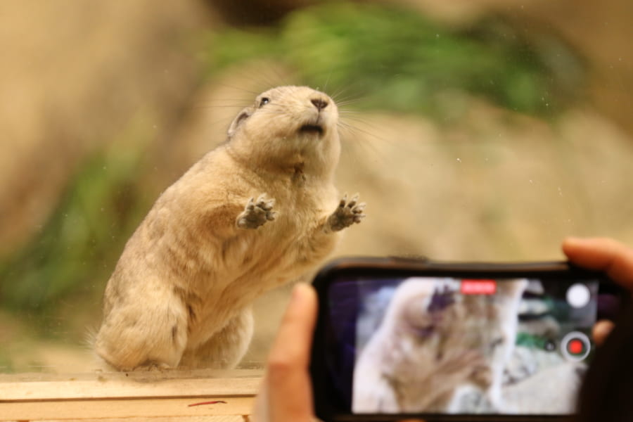 写真を撮ってもらうグンディ