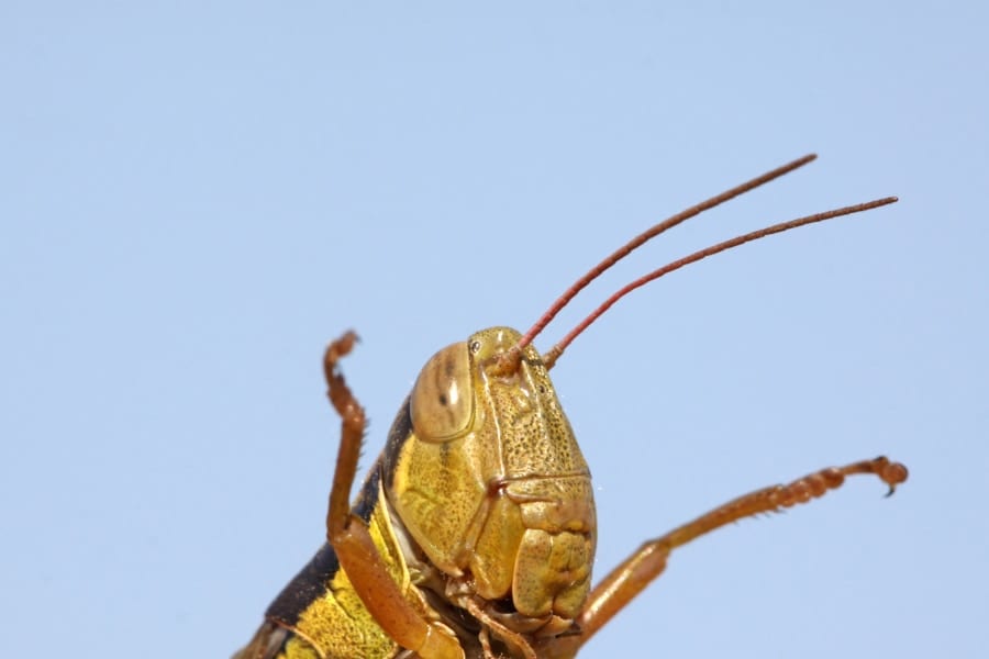 イナゴに細胞のニオイを嗅がせることで「がん」を発見できると判明！