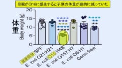 人の健康から精神まで支配する!?　腸内細菌と「脳や体」の驚きの関係の画像 5/8