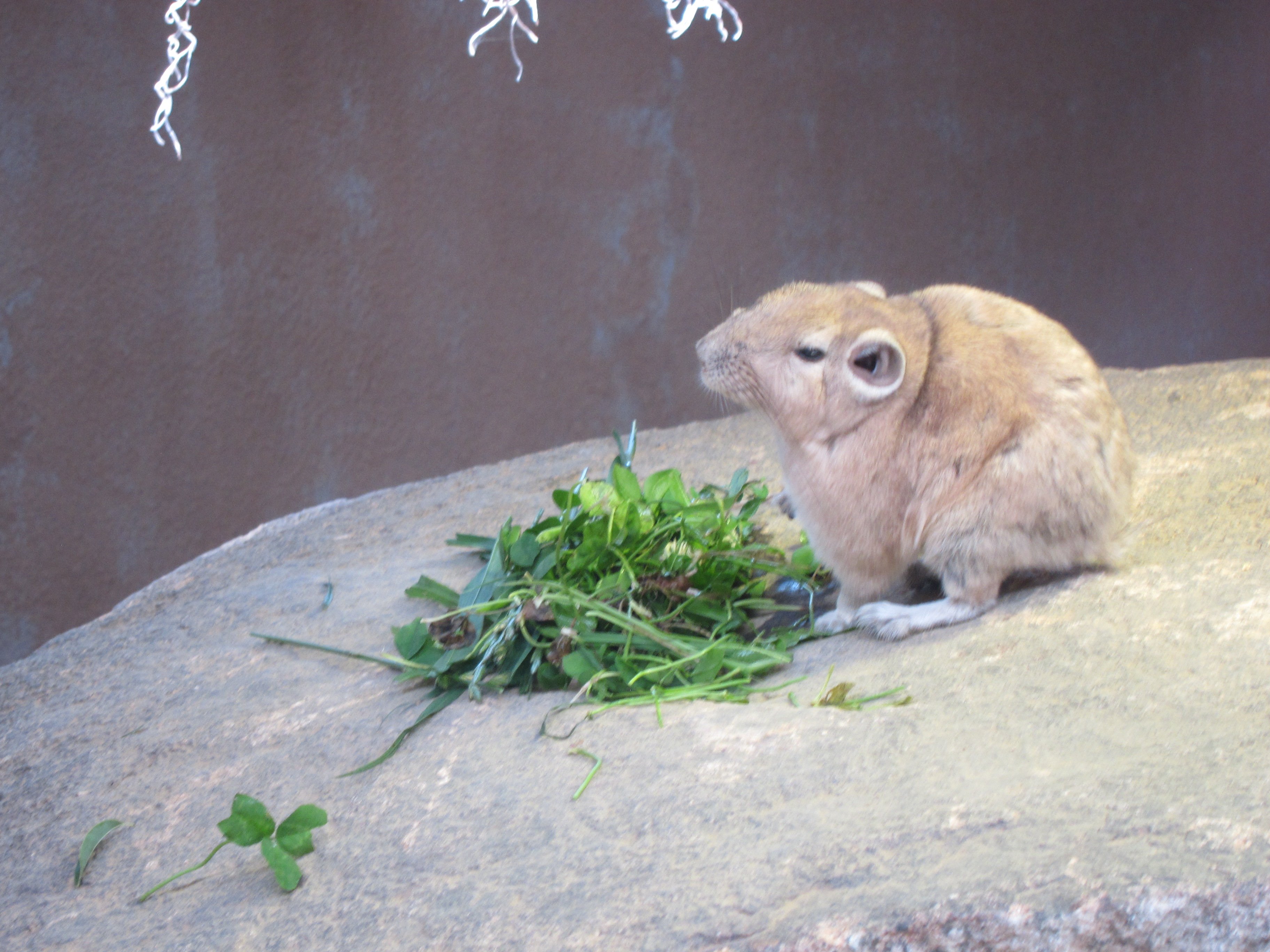 岩の上でクローバーを食べるグンディ