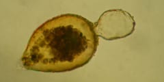 磁気を帯びている有孔虫「レジゲラ・ビロクラリス（Resigella bilocularis）」