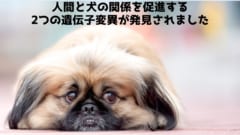 犬と人間をより親密にしている遺伝子を発見！