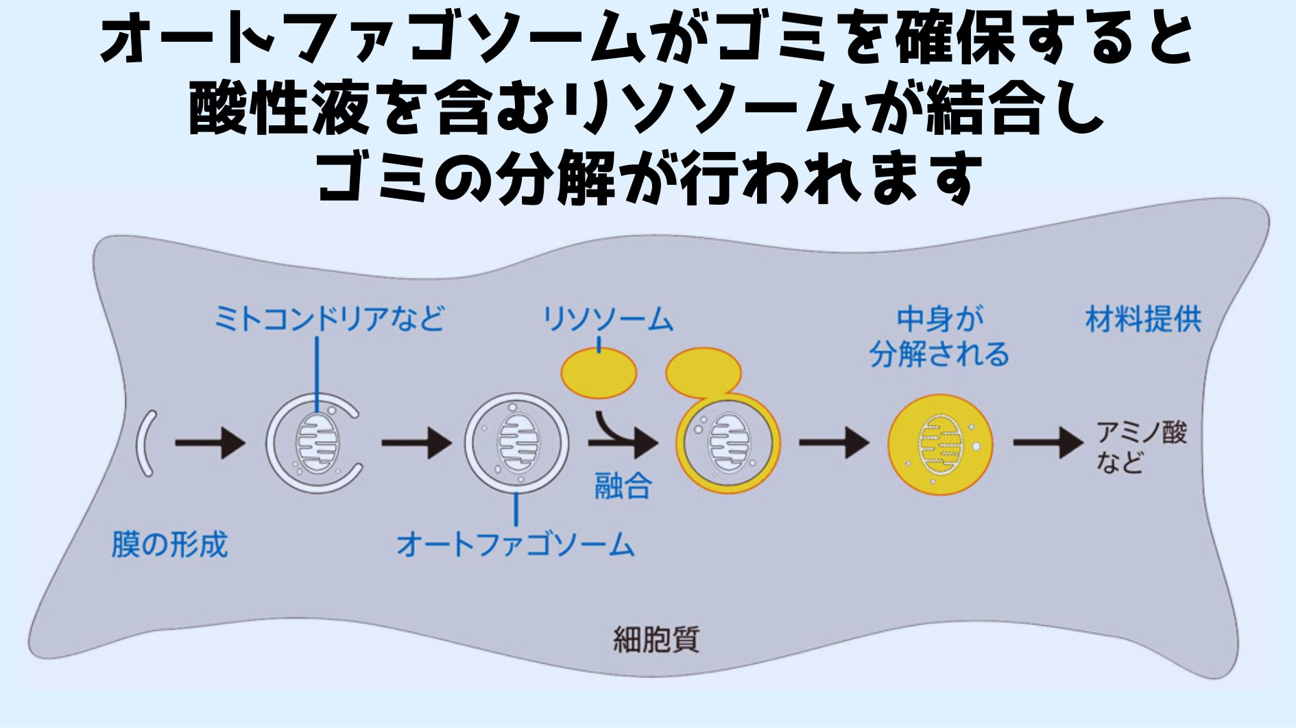 脳細胞に咲く「毒の花」がアルツハイマー病の真の原因と判明！の画像 3/5