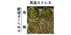 植物にエタノールを投与すると高温耐性がつく