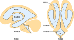 脳室では髄液がつくられている