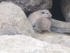 重なり合う赤ちゃんグンディ