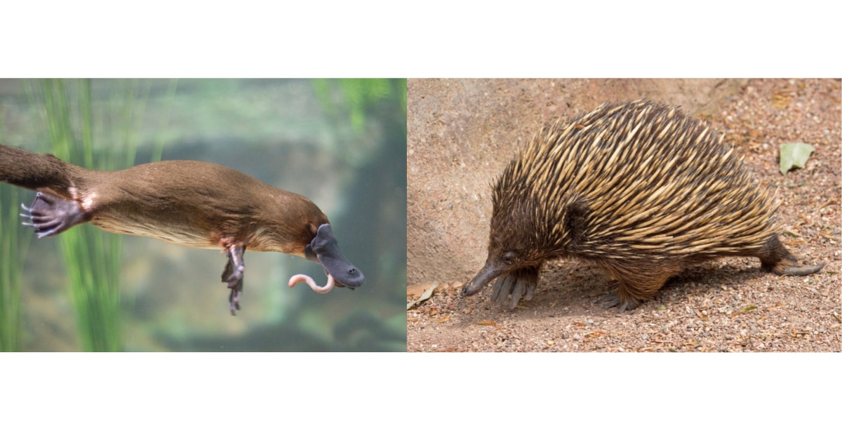 カモノハシとハリモグラの苦味感覚を解明