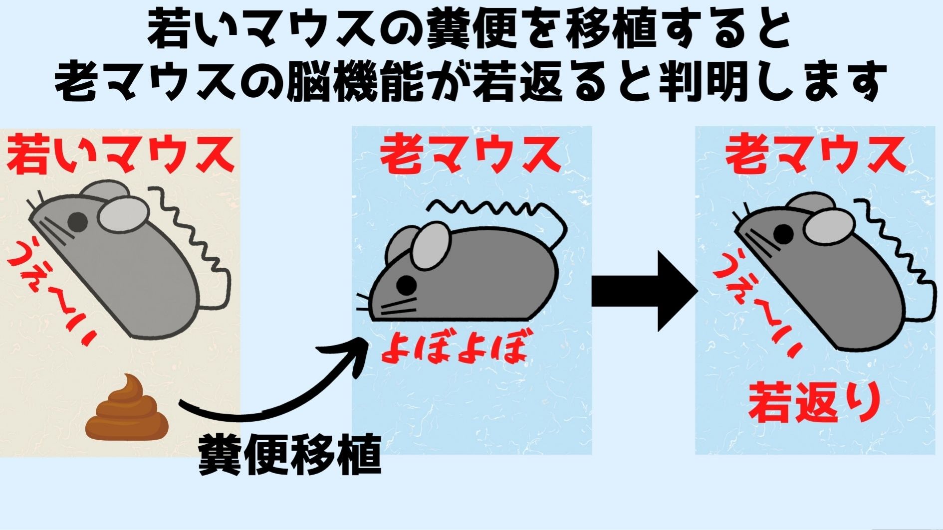 人の健康から精神まで支配する!?　腸内細菌と「脳や体」の驚きの関係の画像 6/8