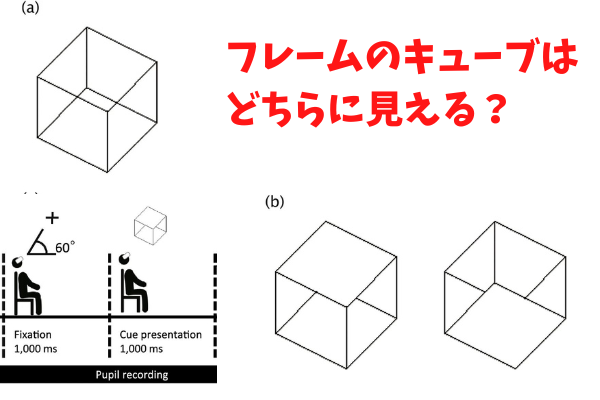 人間は物を見るときの姿勢によって知覚内容が変化すると判明！