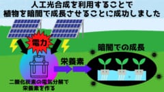 人工光合成を利用して植物を「完全な暗闇」で育てることに成功