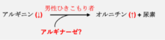 人間の体内では、アルギニンはアルギニン分解酵素によってオルニチンと尿素に分解されることが知られています。 研究者たちは男性のひきこもり者の血液ではアルギニン分解酵素が多く存在するため、分解元となるアルギニンが少なくなって、分解産物のオルニチンが増加していると結論しています。 アルギニンは体内のエネルギー生産を補助する滋養強壮に効果があるため、栄養ドリンクなどでは定番の成分となっています