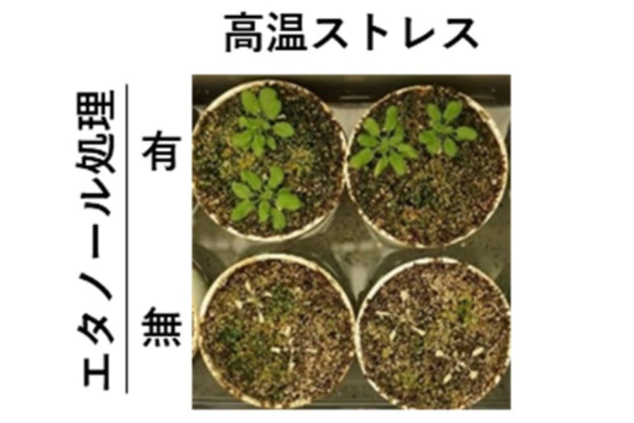 レタスにお酒を与えると高温耐性がつくと判明！　温暖化に強い作物が作れるかも