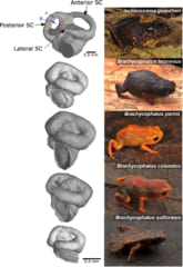 コガネガエル属の内耳のCT画像