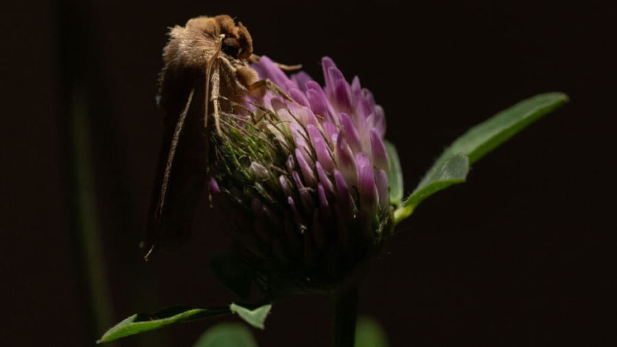 アカツメクサの花に止まるヤガ