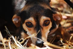 じっと見つめる犬