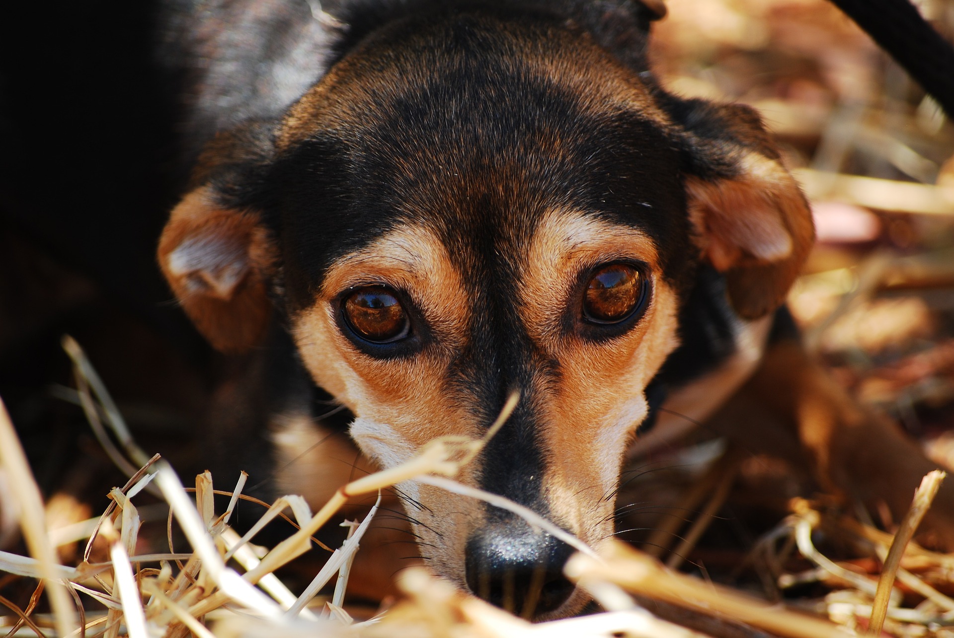 じっと見つめる犬