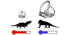 温血動物の誕生の起源が明らかに！