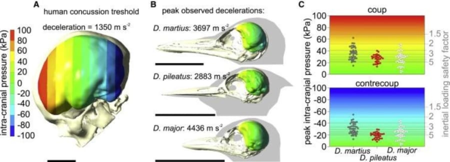 （A）人間の脳と（B）3種のキツツキの脳を比較した図。キツツキの脳サイズでは脳震盪の閾値圧力が人間よりも有利であることがわかる