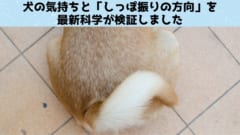 犬の気持ちはしっぽでわかる！　犬は好意的な相手には「右寄りにしっぽを振る」の画像 1/3