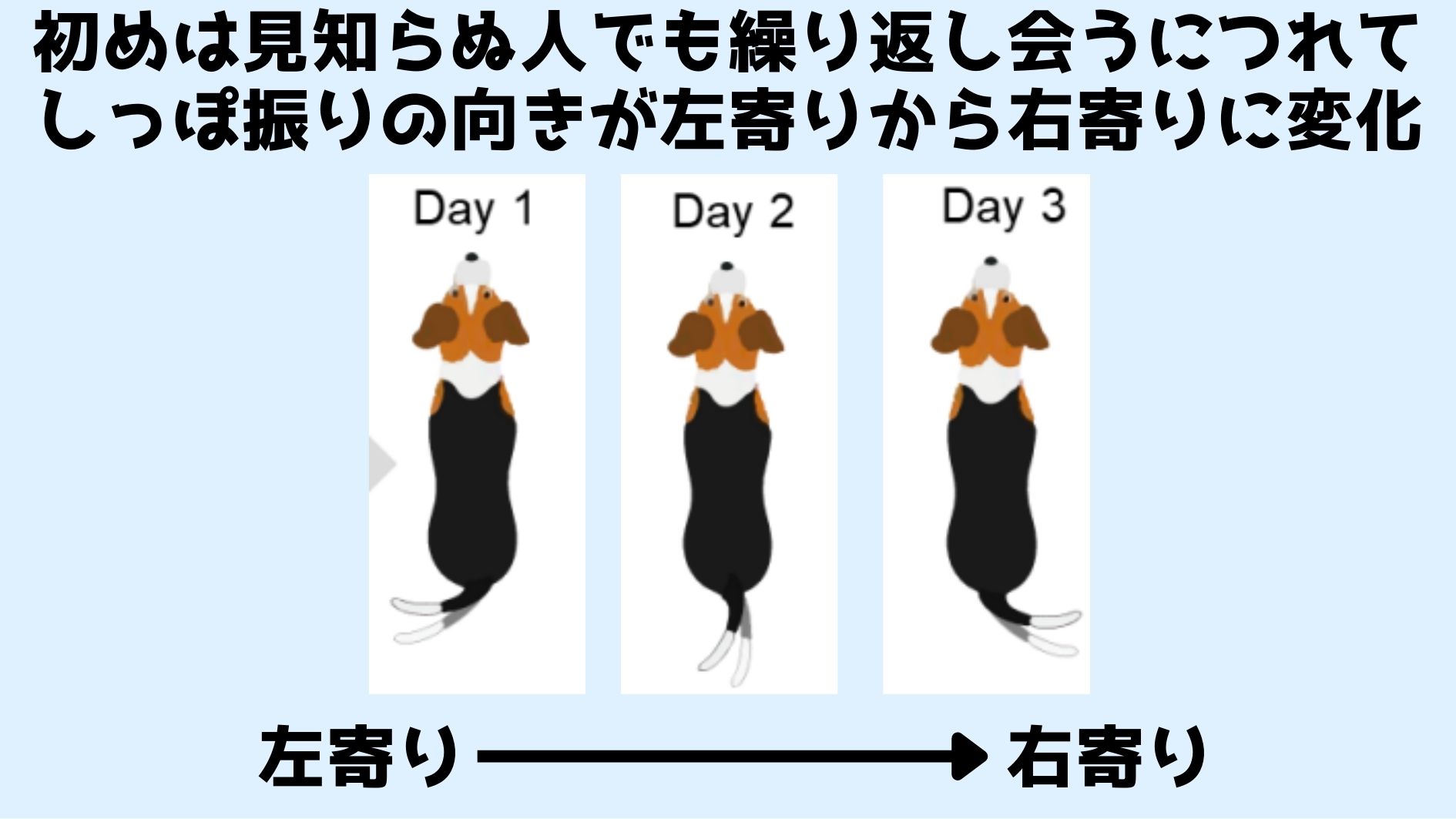 犬の気持ちはしっぽでわかる！　犬は好意的な相手には「右寄りにしっぽを振る」の画像 2/3