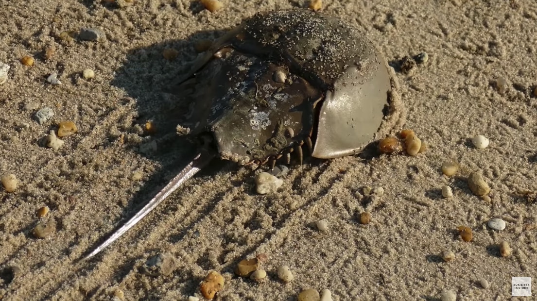 カブトガニの数は確実に減っている