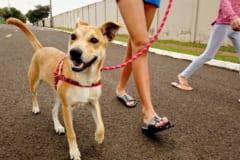 犬の散歩は街のパトロールになっていた