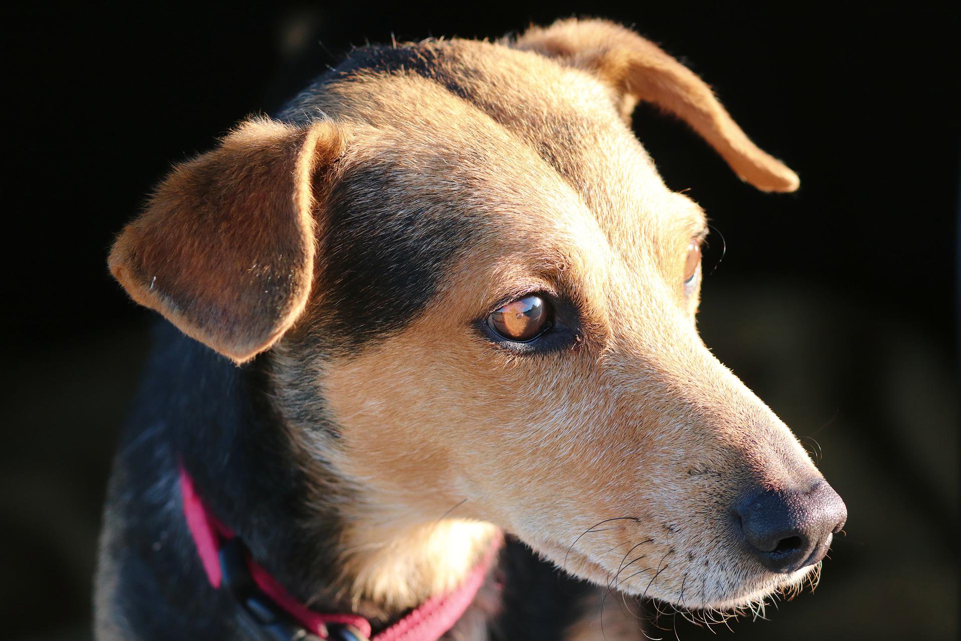 耳をすます犬